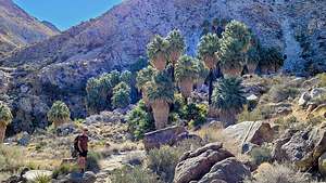 Herb approaching the Fortynine Palms Oasis